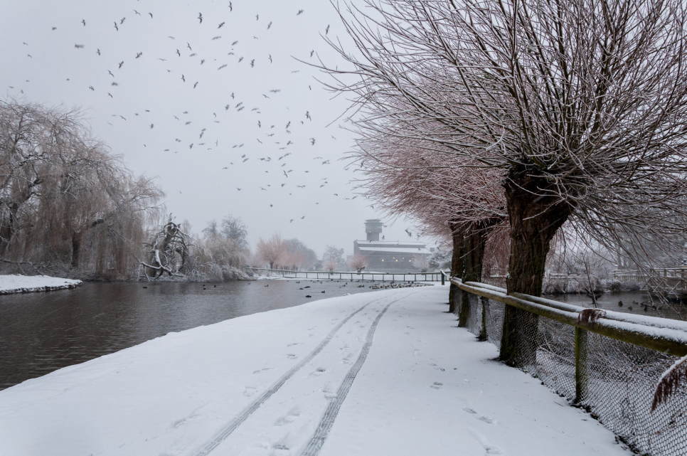 Top 5 things to experience this Christmas at Slimbridge